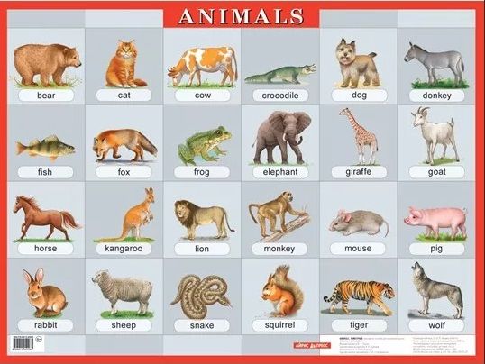Обложка книги "Животные. Animals. Наглядное пособие по англ.яз."