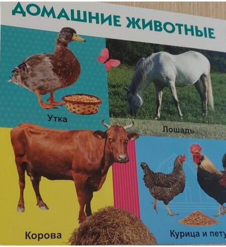 Фотография книги "Животные. Кто что ест"