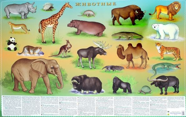 Обложка книги "Животные. Настольное издание"