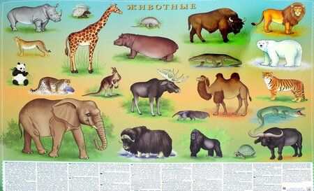 Фотография книги "Животные. Настольное издание"