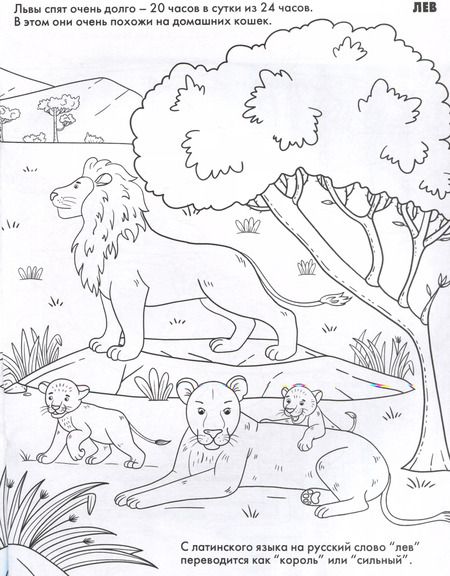 Фотография книги "Животные. Развивающие раскраски"