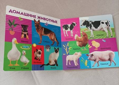 Фотография книги "Животные и их детёныши"