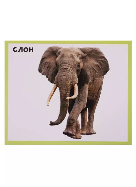 Фотография книги "Животный мир 20 карточек"