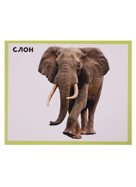 Фотография книги "Животный мир 20 карточек"