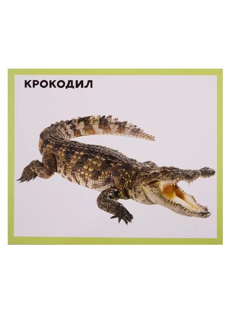 Фотография книги "Животный мир 20 карточек"