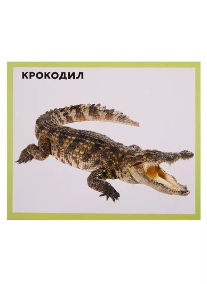 Фотография книги "Животный мир 20 карточек"