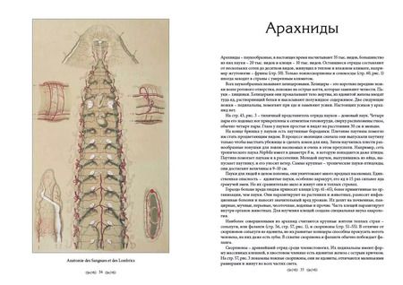 Фотография книги "Жорж Леопольд: Царство животных. Членистые. Аннелиды и арахниды"