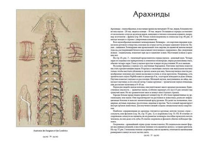 Фотография книги "Жорж Леопольд: Царство животных. Членистые. Аннелиды и арахниды"